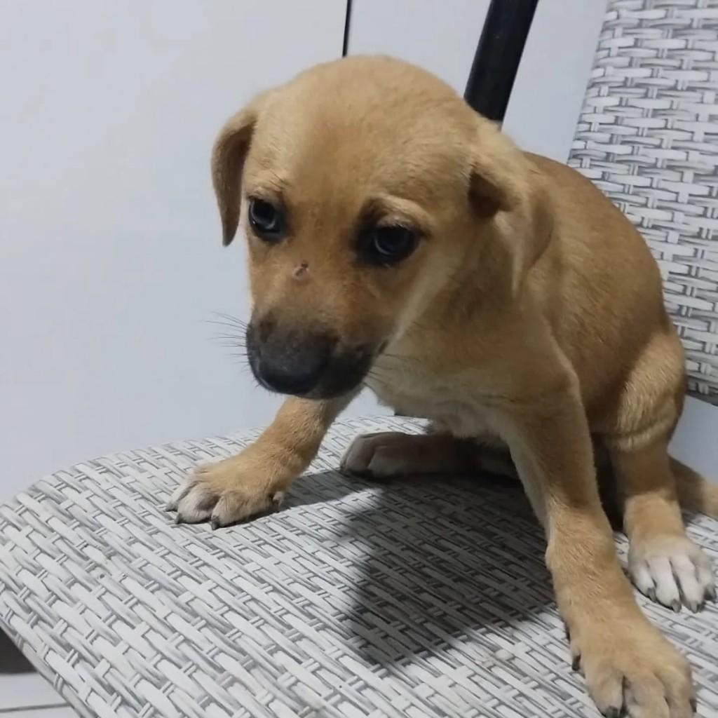 Filhotinha, cadela de porte pequeno para adoção em Garanhuns - PE