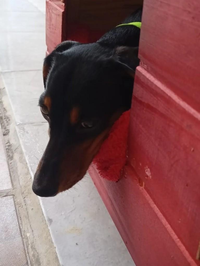 Mikaele, cachorro de porte pequeno para adoção em Garanhuns - PE