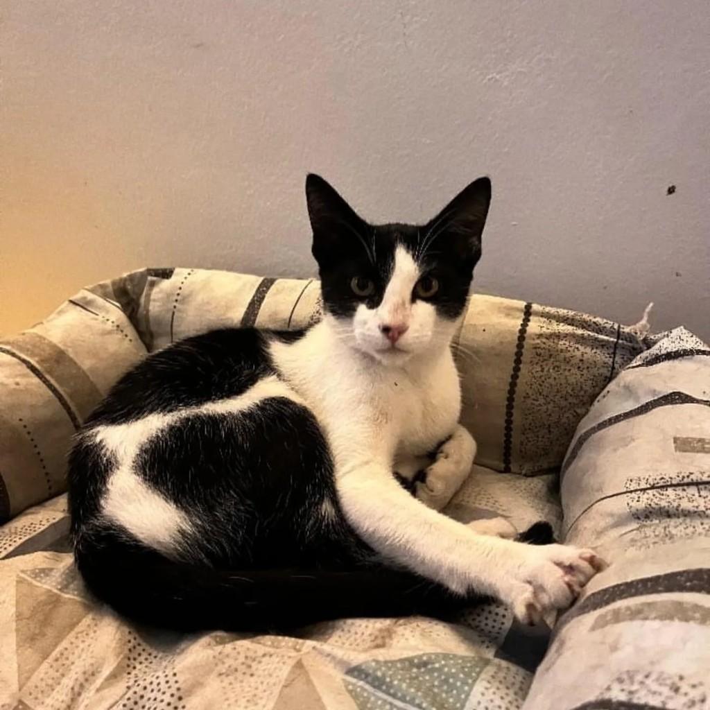 Frajolinha, gato de porte pequeno para adoção em Garanhuns - PE