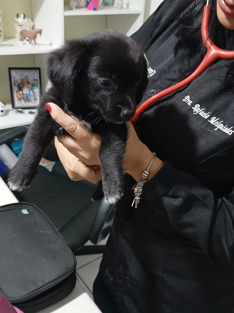 Magali, cachorro de porte pequeno para adoção em Garanhuns - PE