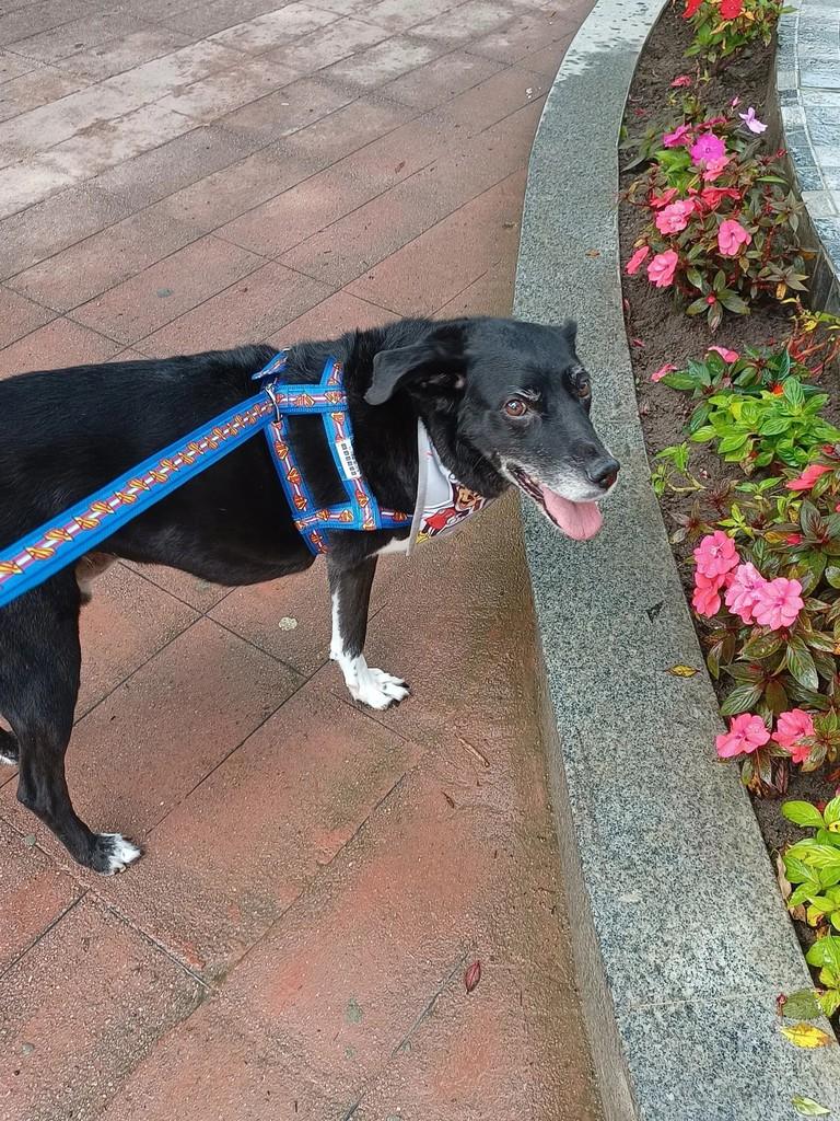 Pretinho, cachorro de porte médio para adoção em Garanhuns - PE