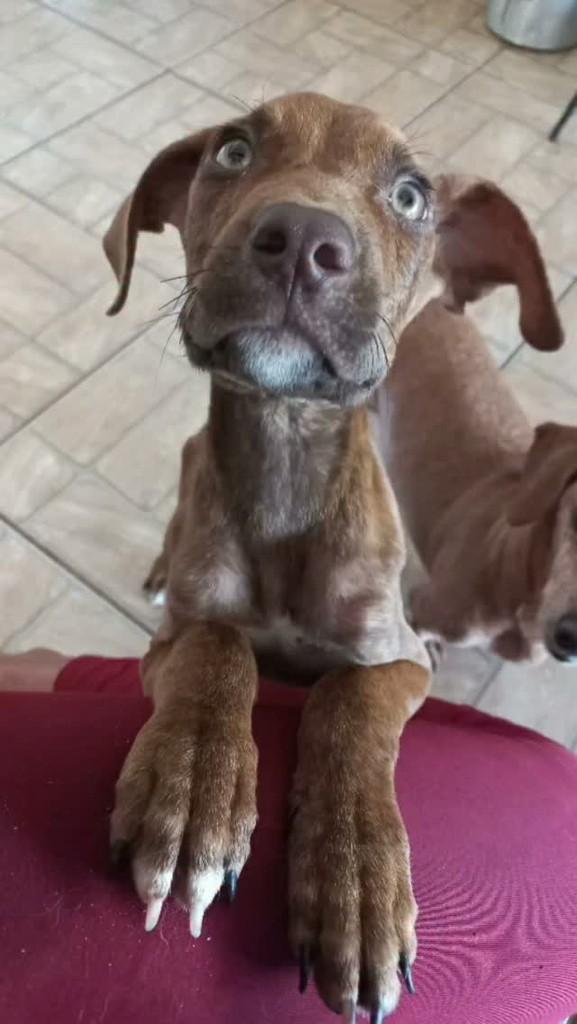 Thomas, cachorro de porte médio para adoção em Anhembi - SP