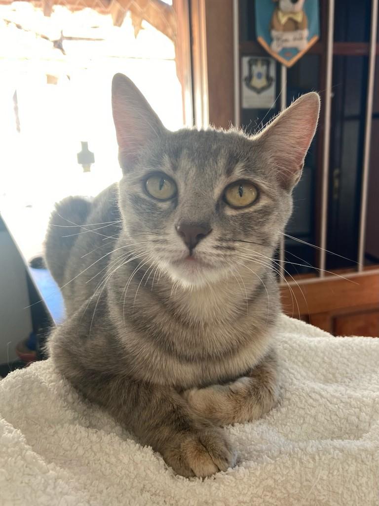 Amália, gato de porte pequeno para adoção em São Carlos - SP