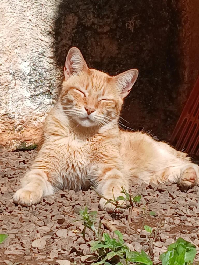 Radeni, gato de porte médio para adoção em São Carlos - SP