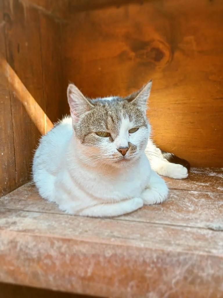 Mãezinha, gata de porte médio para adoção em São Carlos - SP