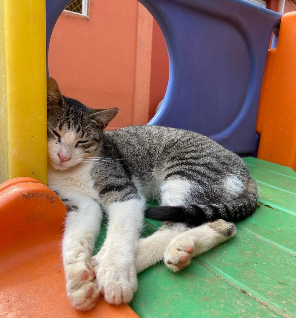Marrone, gato de porte médio para adoção em São Carlos - SP