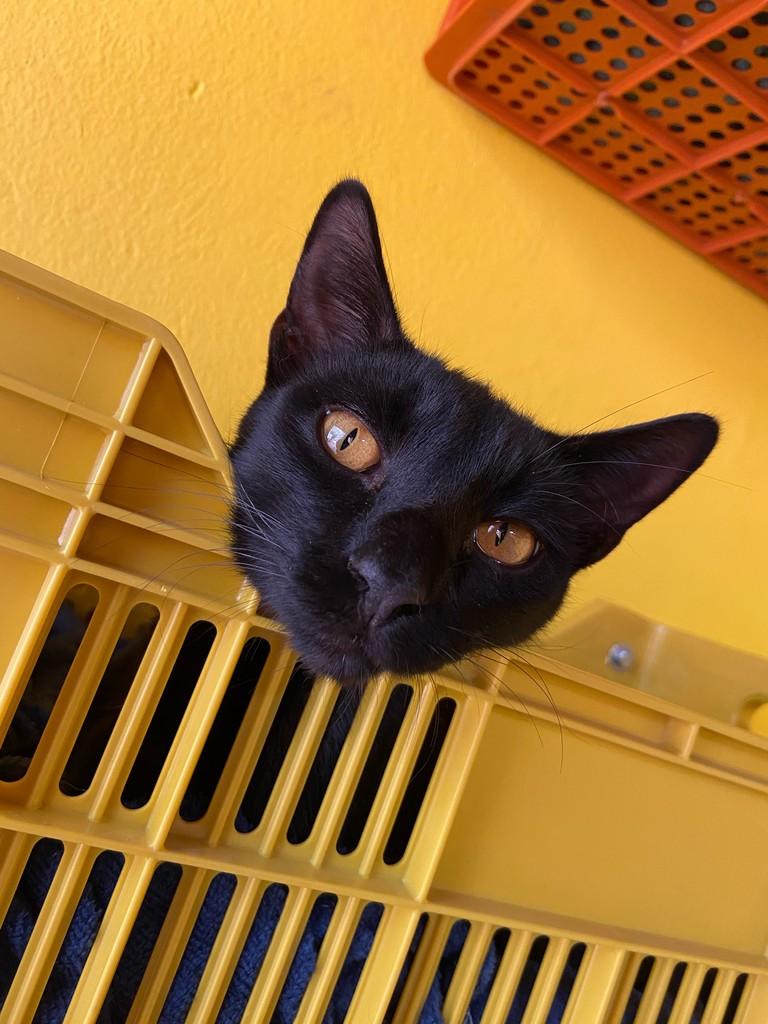 Zezinho, gato de porte médio para adoção em São Carlos - SP