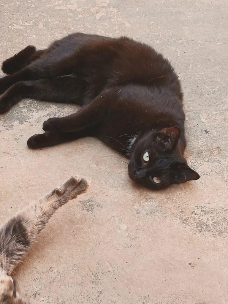 Padre, gata de porte médio para adoção em São Carlos - SP