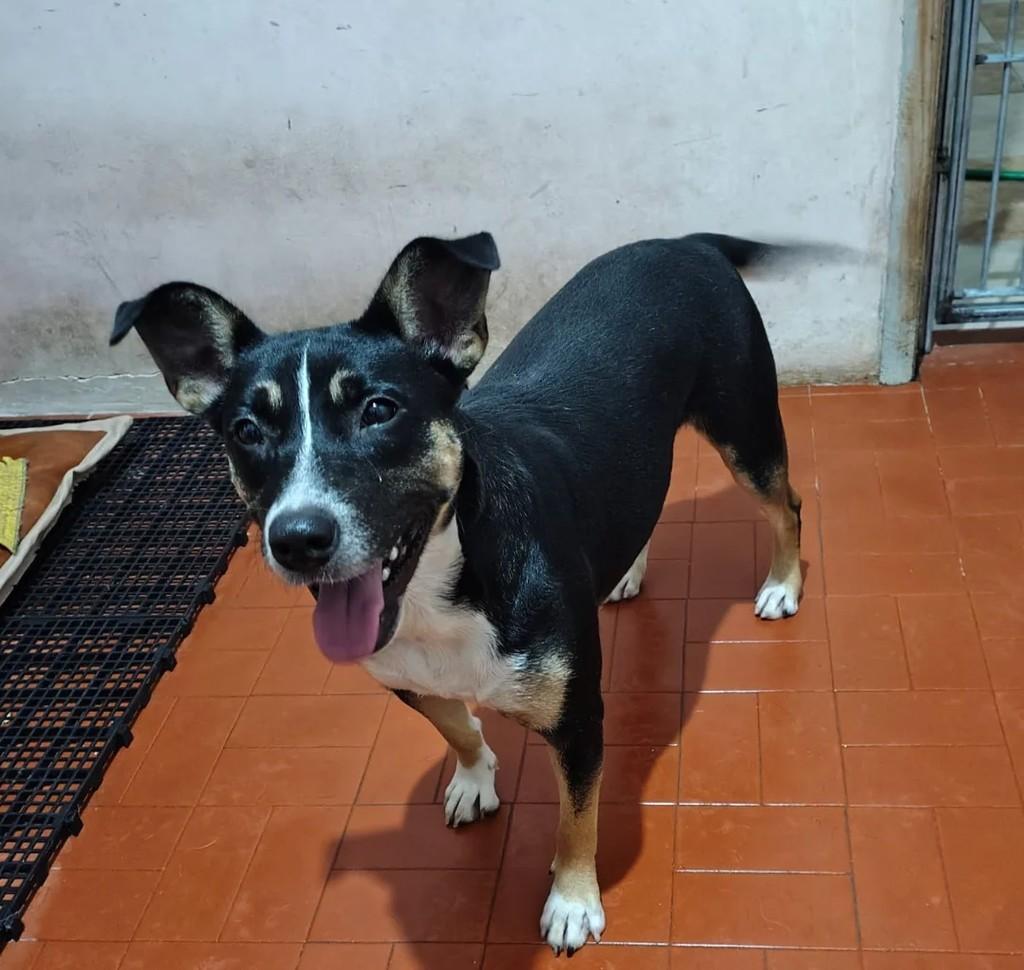 Maia, cadela de porte médio para adoção em Osório - RS