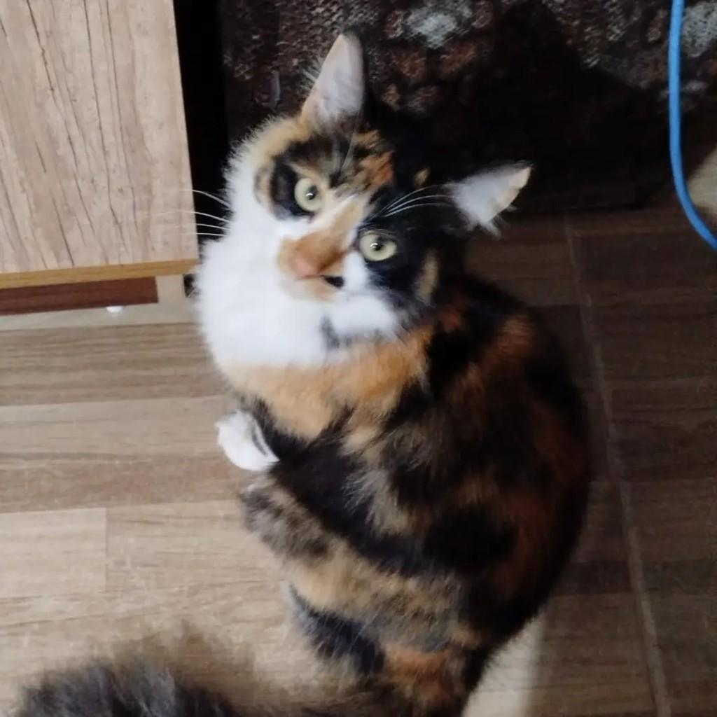 Bela, gato de porte médio para adoção em Osório - RS