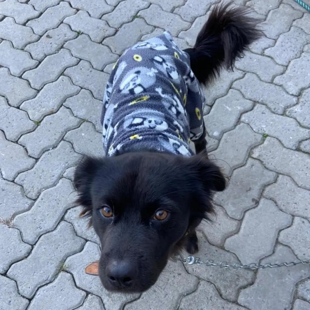Zeus, cachorro de porte pequeno para adoção em Osório - RS