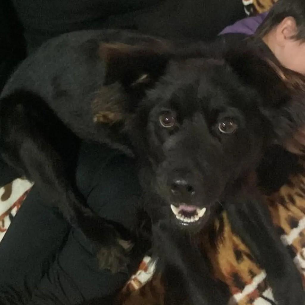 Zeus, cachorro de porte pequeno para adoção em Osório - RS — foto 2 de 2