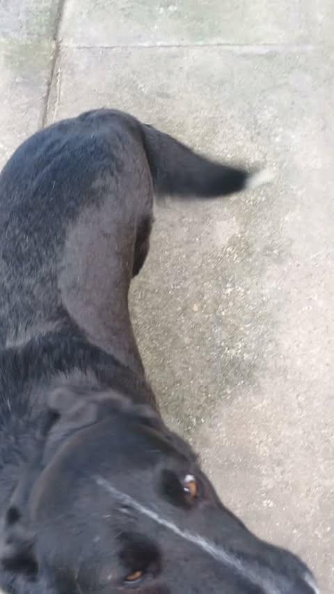Rex, cachorro de porte grande para adoção em Osório - RS