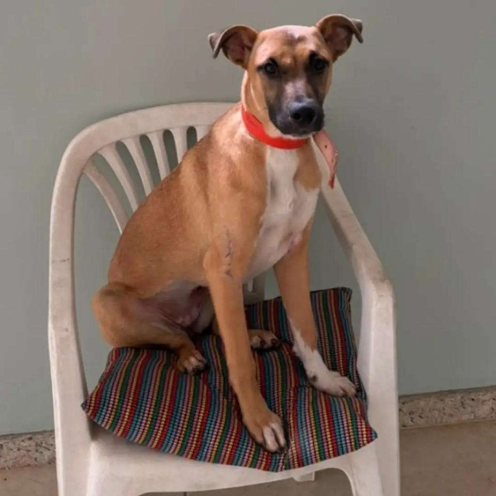 Marieta, cachorro de porte médio para adoção em Osório - RS