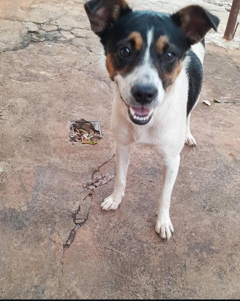 Cachorrinha, cadela de porte pequeno para adoção em Jaú - SP