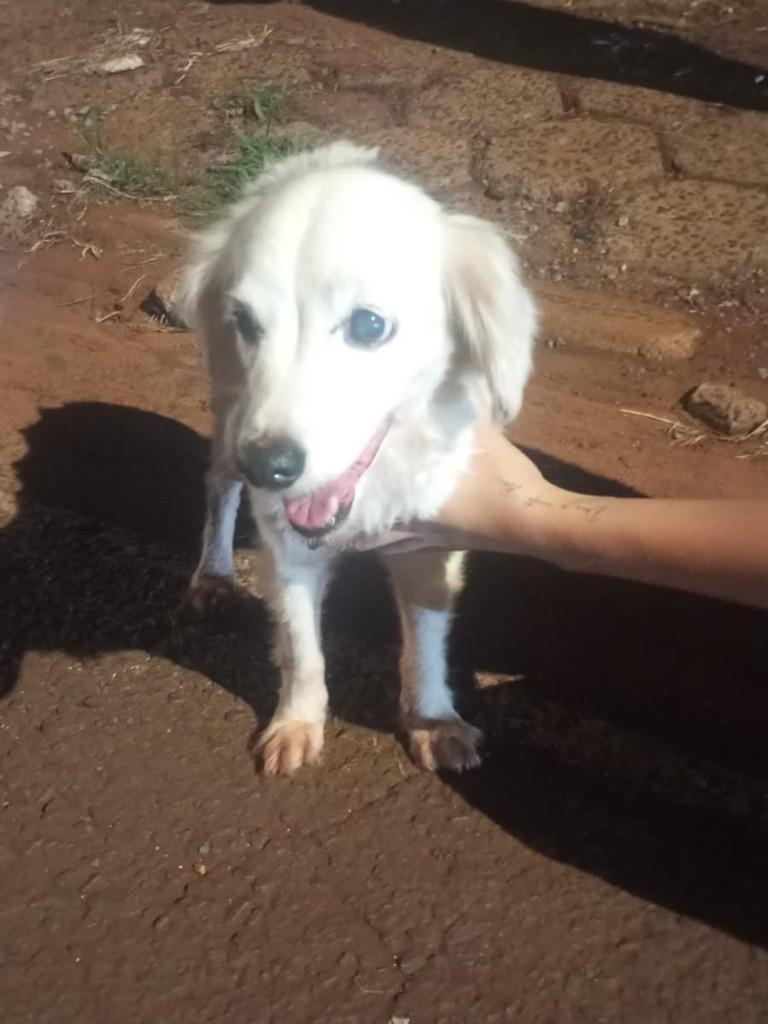 Cachorra RESGATADA, cadela de porte pequeno para adoção em Jaú - SP