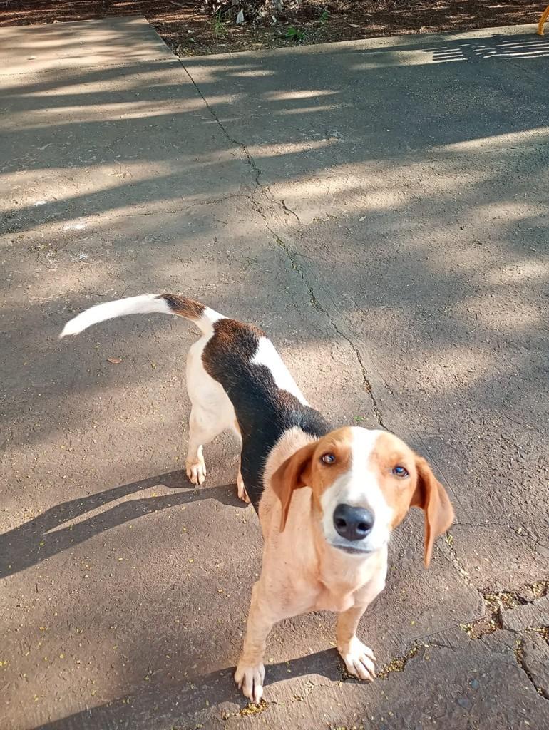 Lindeza, cachorro de porte médio para adoção em Jaú - SP