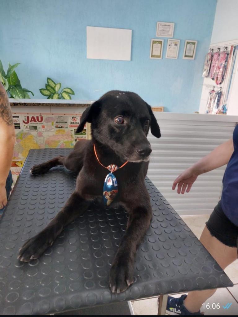 Anjinho, cachorro de porte médio para adoção em Jaú - SP