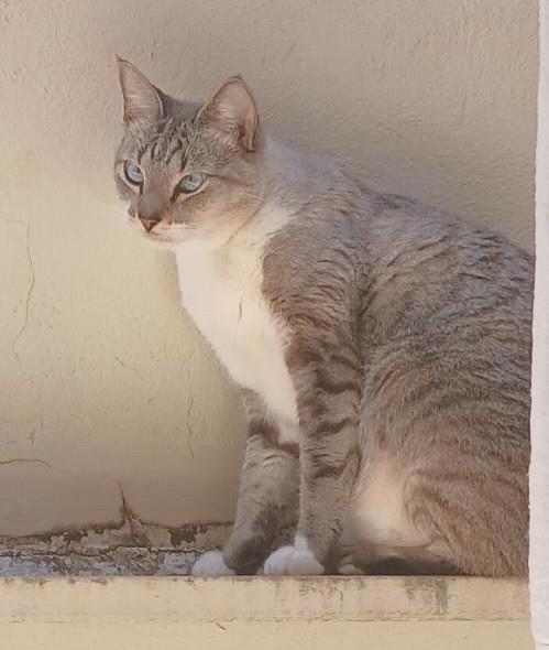 Clara, gata de porte médio para adoção em Jaú - SP