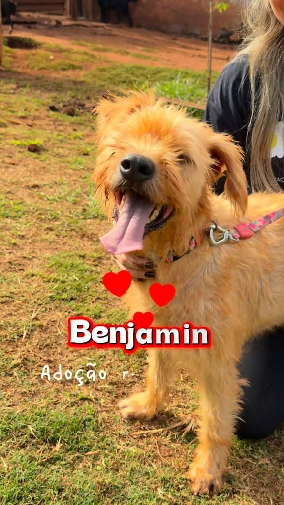 Benjamin, cachorro de porte médio para adoção em Jaú - SP