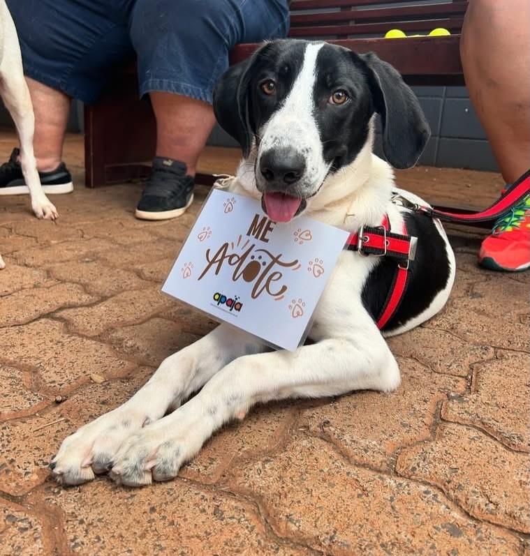 Theo, cachorro de porte médio para adoção em Jaú - SP