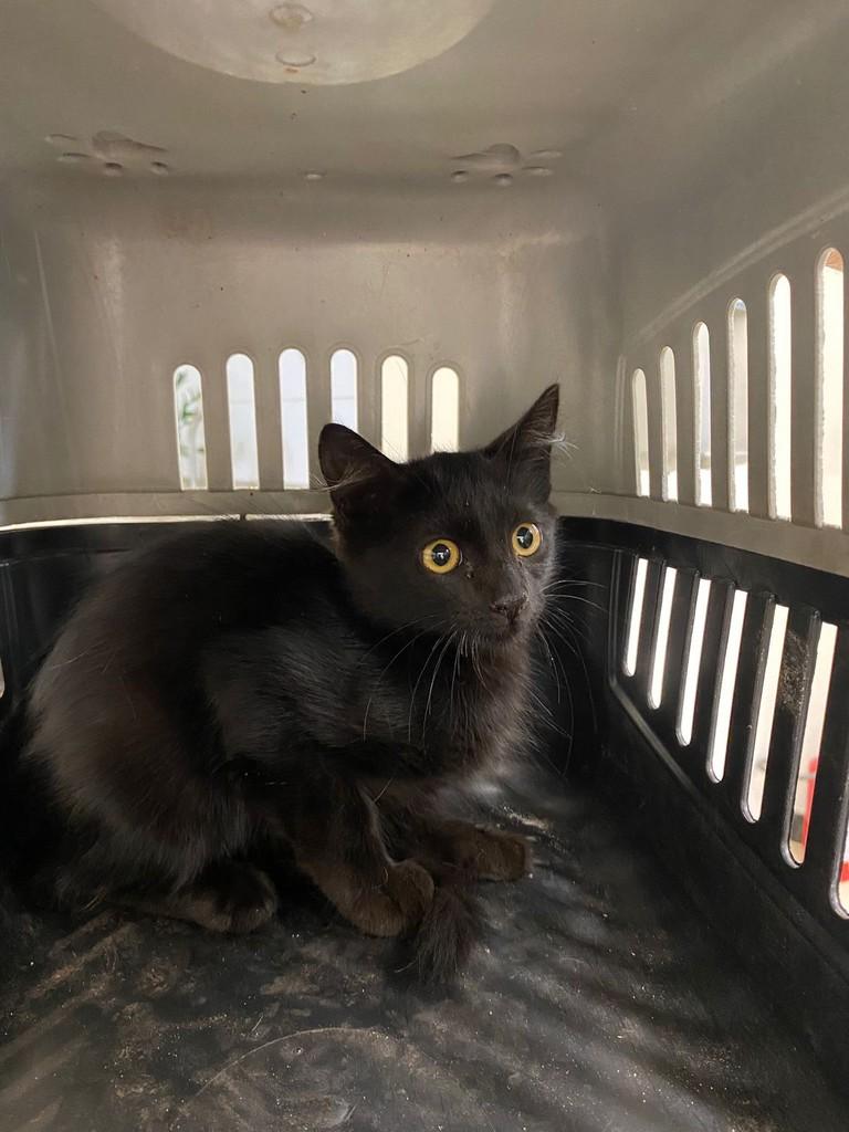 Filhotinha, gato de porte pequeno para adoção em Jaú - SP