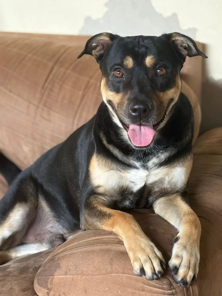Zeus, cachorro de porte médio para adoção em Jaú - SP