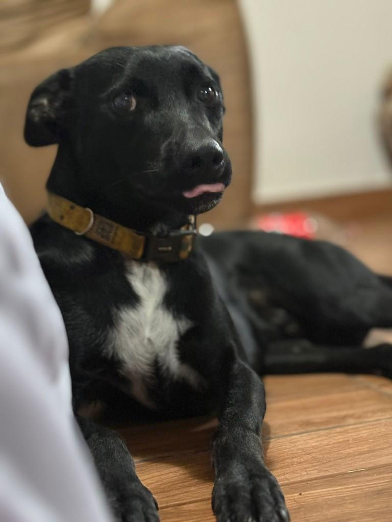 Negão, cachorro de porte médio para adoção em Jaú - SP