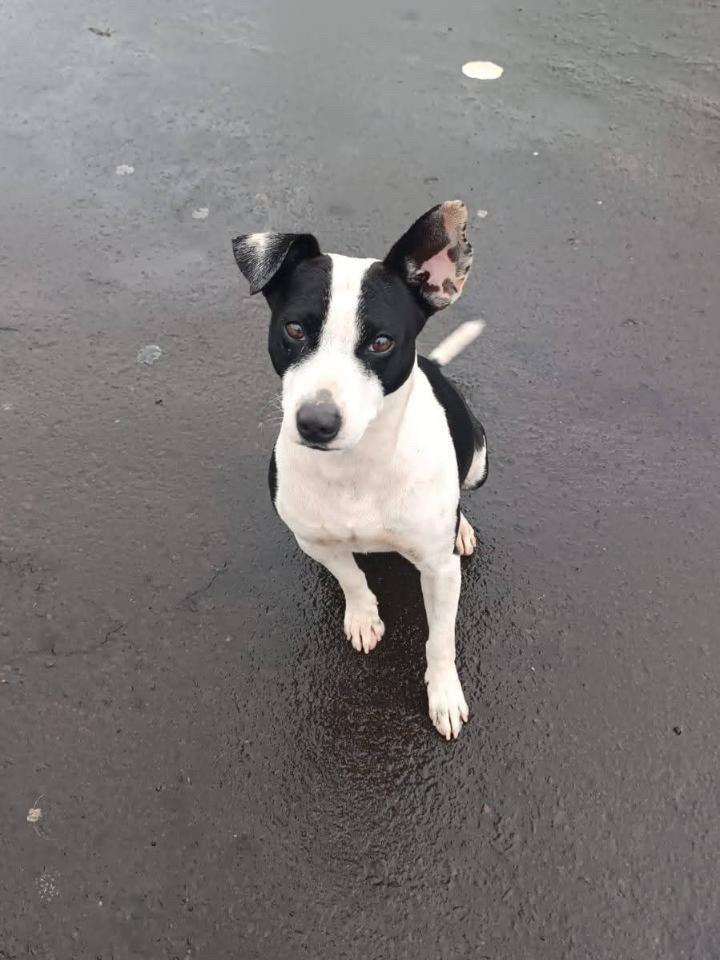 Snoopy, cachorro de porte pequeno para adoção em Mineiros do Tietê - SP