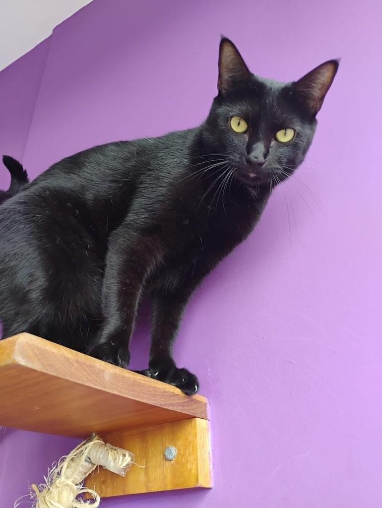Chiquinho, gato para adoção em Jaú - SP
