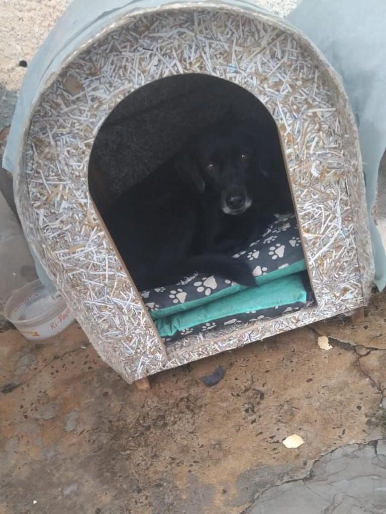 Aron, cachorro de porte pequeno para adoção em Mineiros do Tietê - SP