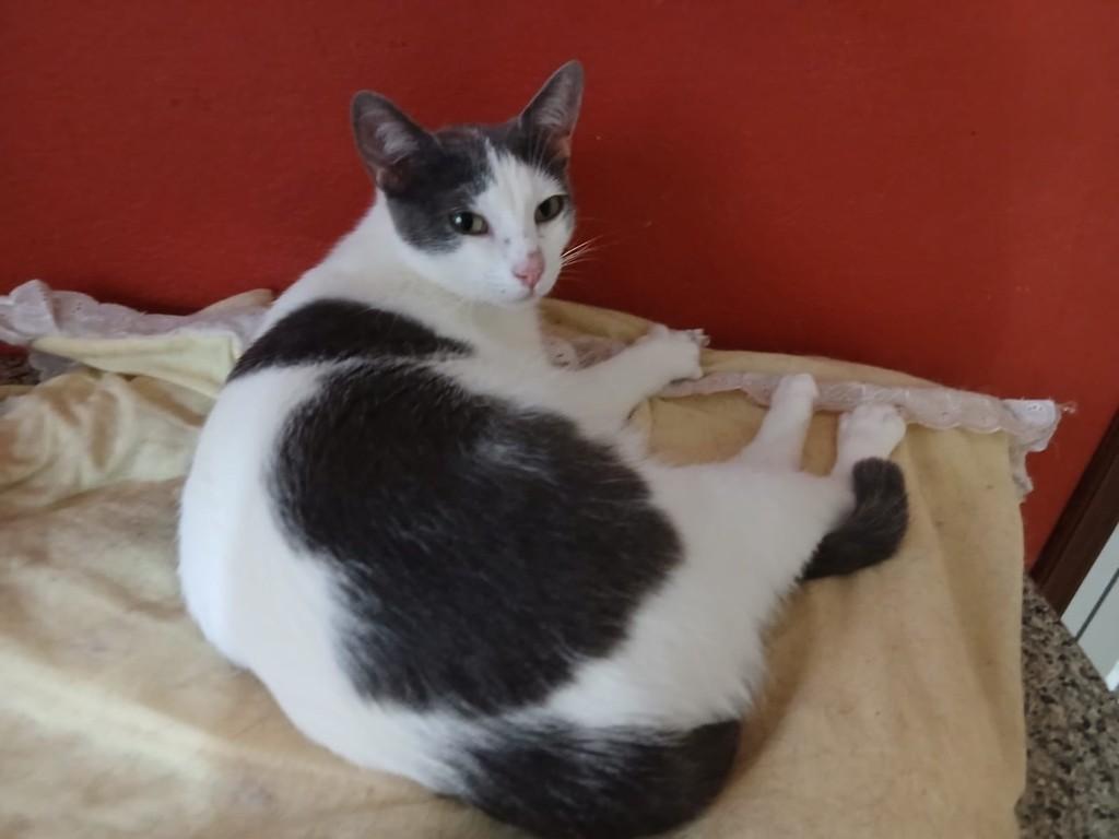 Gatinhas, gata de porte médio para adoção em Jaú - SP