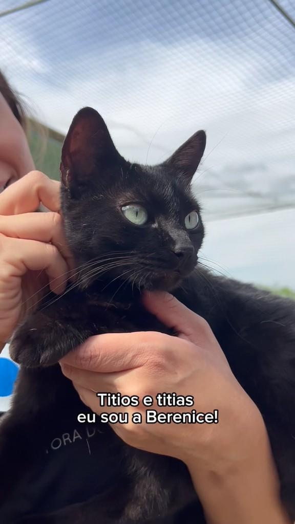 Berenice, gato para adoção em Jaú - SP