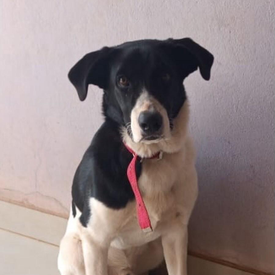 Pitoco, cachorro de porte médio para adoção em Jaú - SP