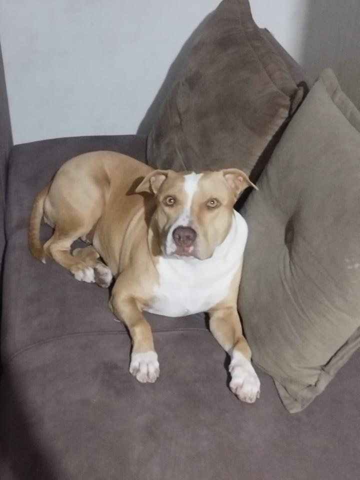 Brisa, cadela de porte médio para adoção em Jaú - SP