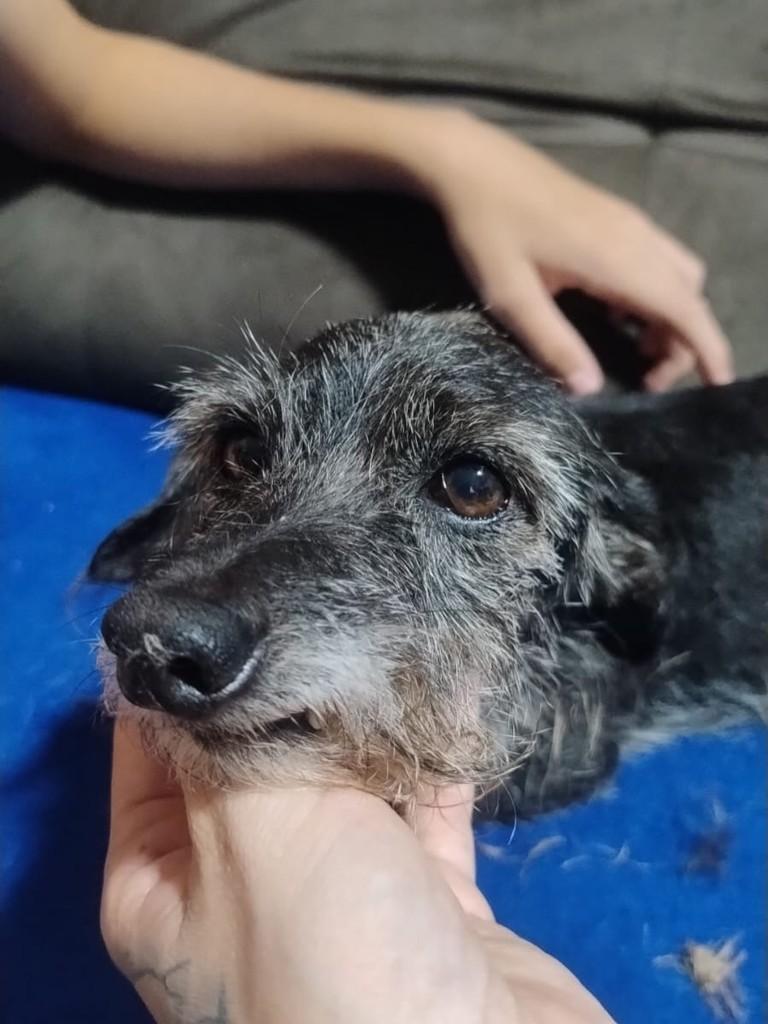 Senhorinha, cadela de porte pequeno para adoção em Jaú - SP