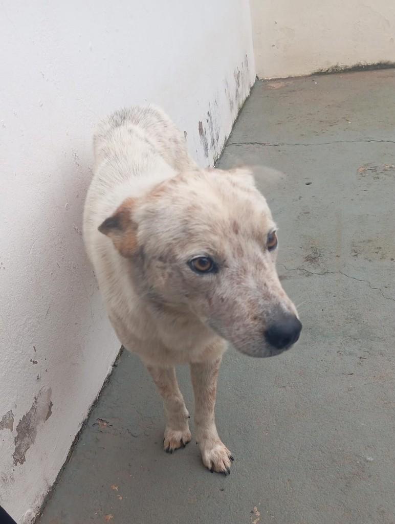 Tunico, cachorro de porte médio para adoção em Jaú - SP