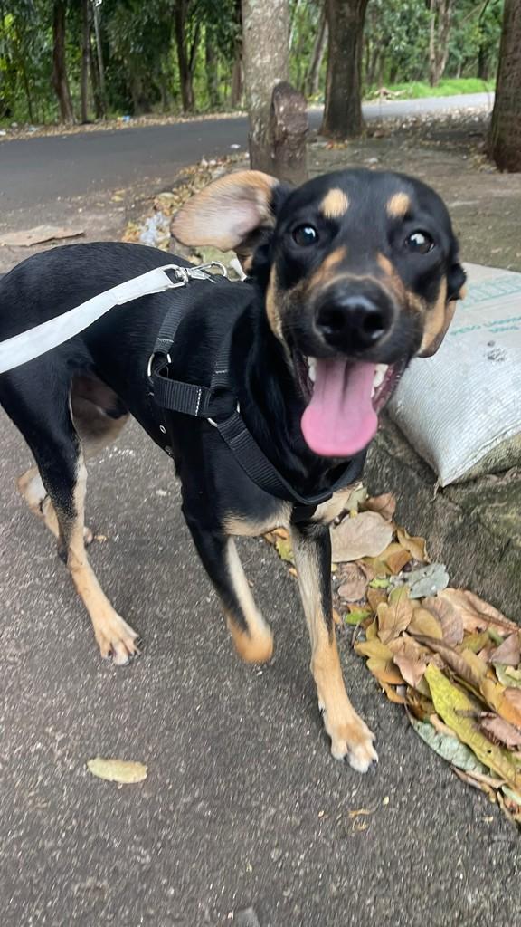 Bob, cachorro de porte médio para adoção em Jaú - SP