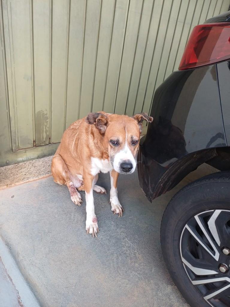 Cachorra, cadela de porte pequeno para adoção em Jaú - SP