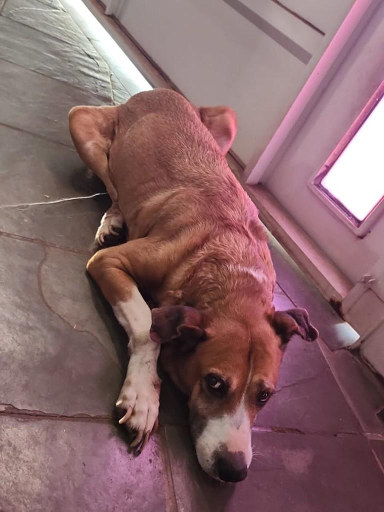 Cachorra Fêmea, cadela de porte médio para adoção em Jaú - SP