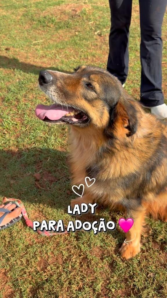Lady, cadela de porte médio para adoção em Jaú - SP