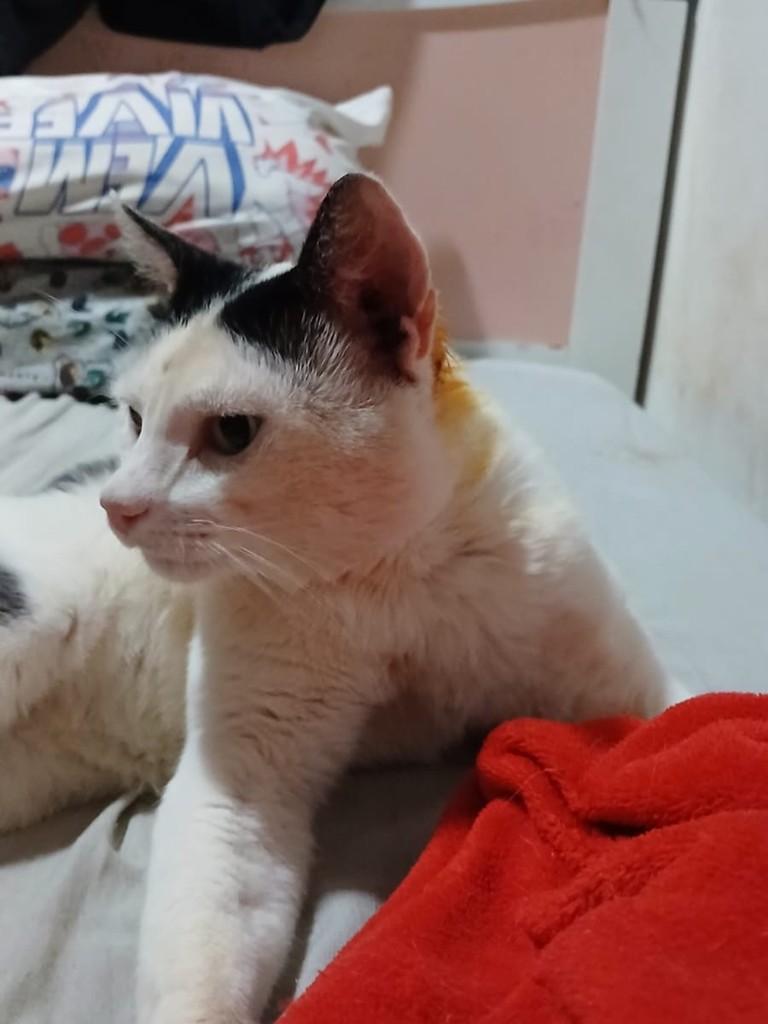 Bochecha, gato de porte médio para adoção em Jaú - SP