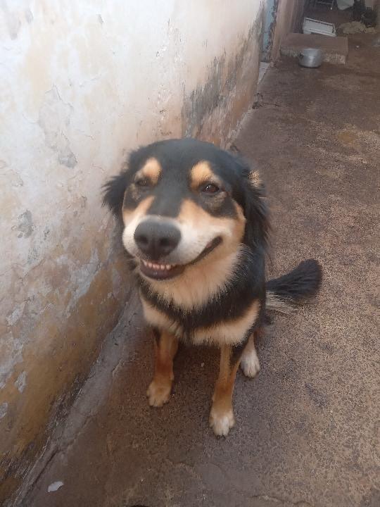 Chapolin, cachorro de porte médio para adoção em Jaú - SP