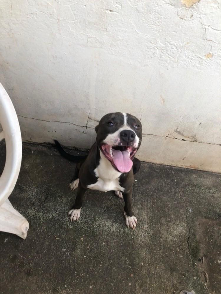Luna, cadela de porte médio para adoção em Jaú - SP