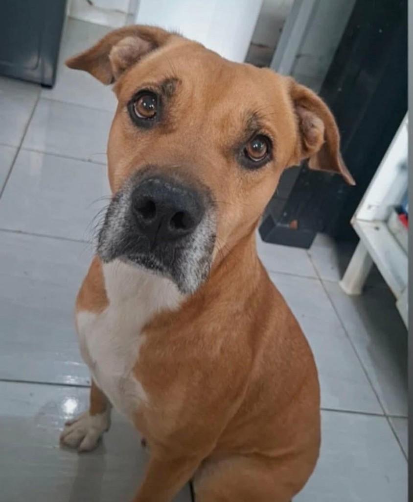 Bruce, cachorro de porte médio para adoção em Jaú - SP