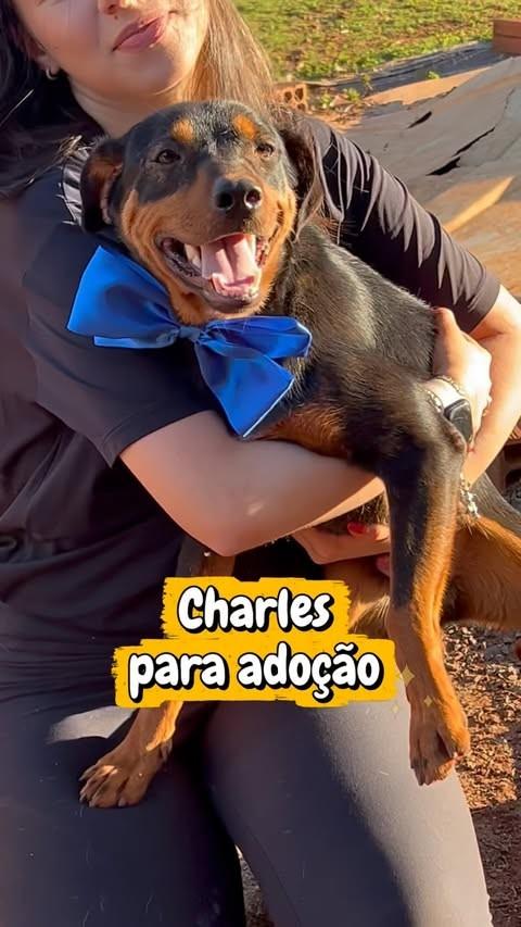 Charles, cachorro de porte médio para adoção em Jaú - SP