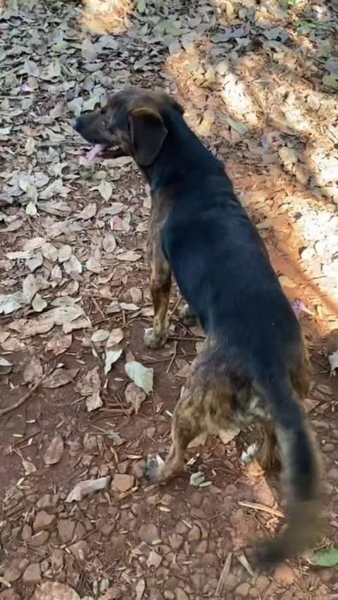 Tigrão, cachorro de porte médio para adoção em Jaú - SP
