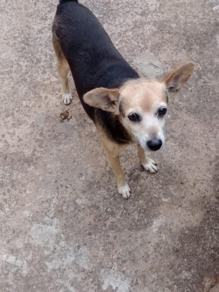Totó, cachorro de porte pequeno para adoção em Jaú - SP