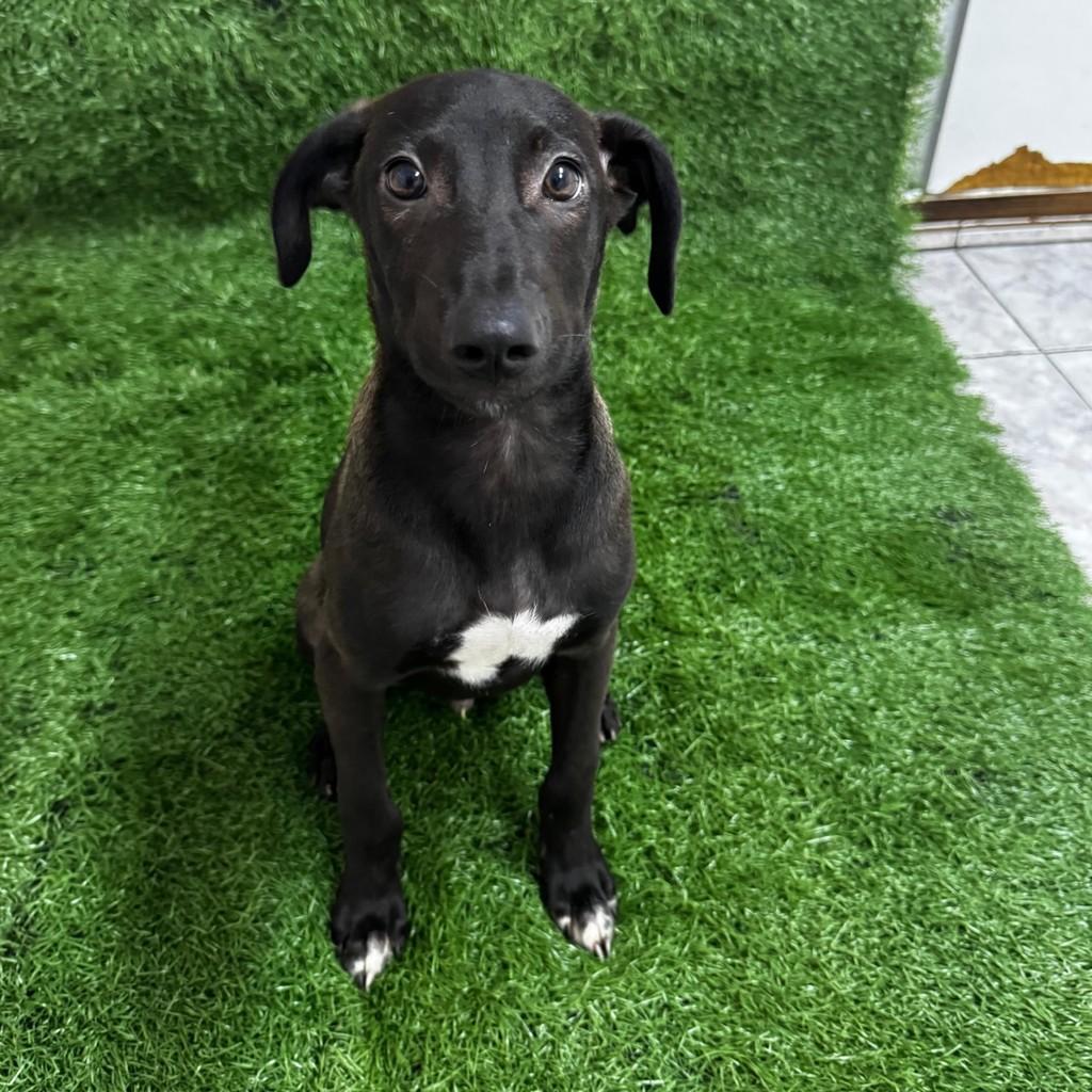 Will, cachorro de porte pequeno para adoção em Guarulhos - SP