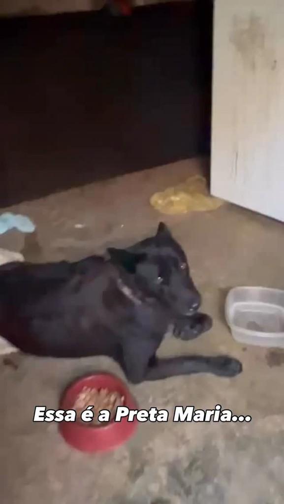 Preta, cachorro de porte médio para adoção em Guarulhos - SP